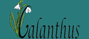 Galanthus