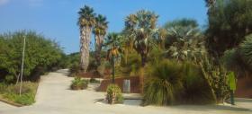 Jardí Botànic. Zona de Califòrnia